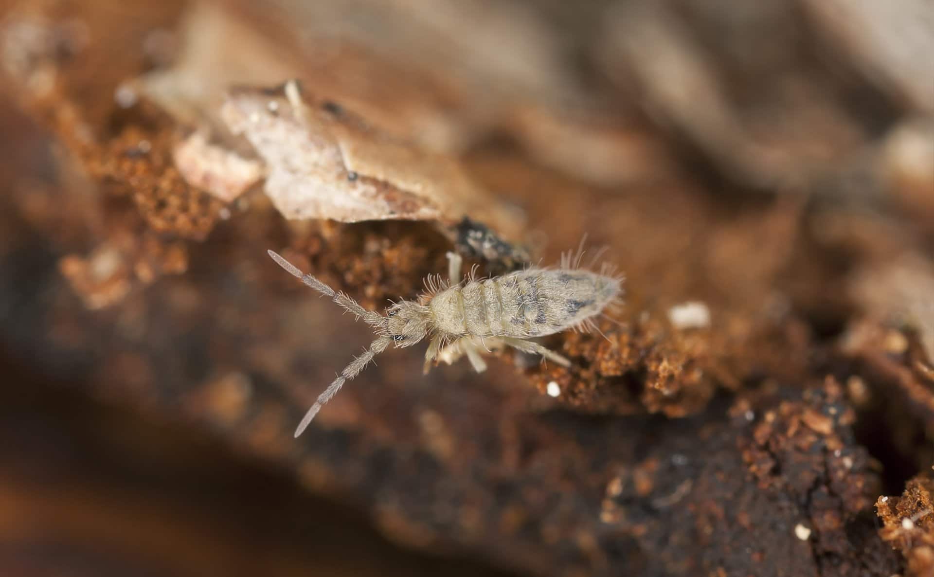 Springtails: Tiny Bugs that Scare People & are Tough to Control | EPM
