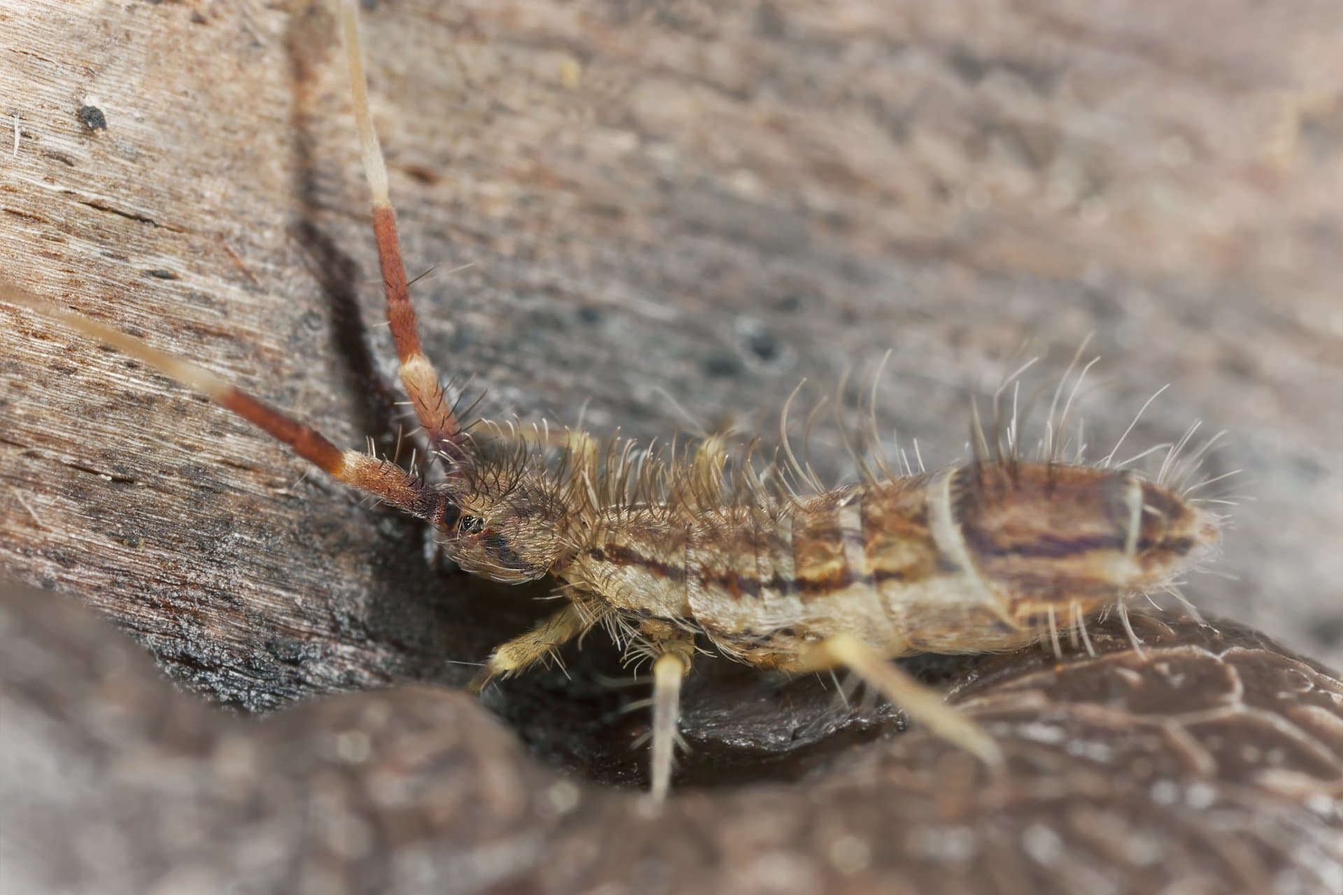 springtail+(4) Environmental Pest Management