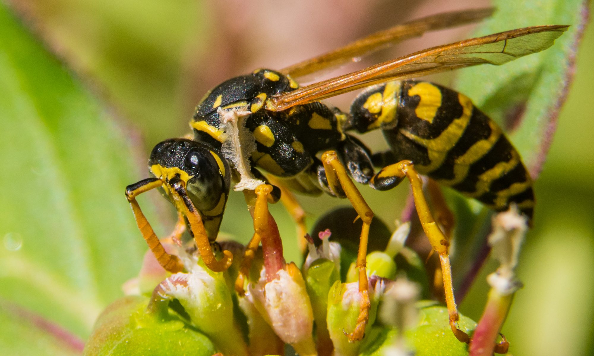 Yellow Jackets Are Not Your Friends | Environmental Pest Management