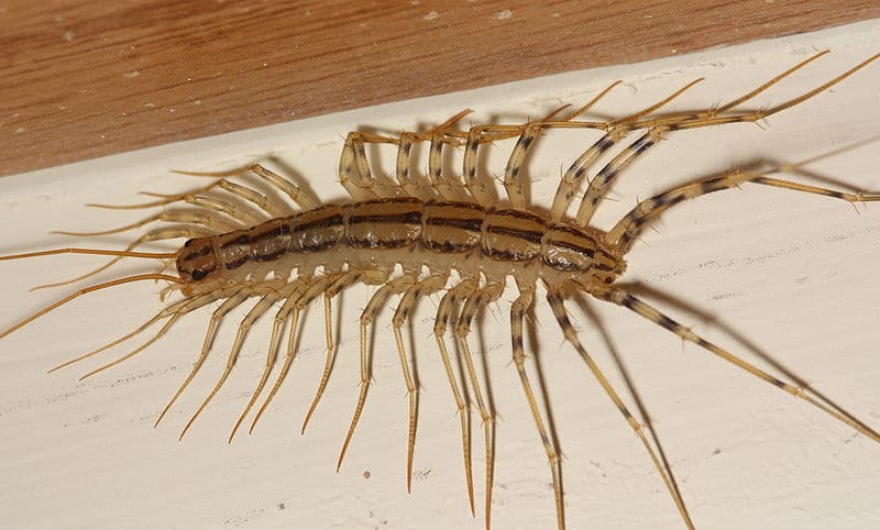 What You Should Know About Centipedes | Bugtech
