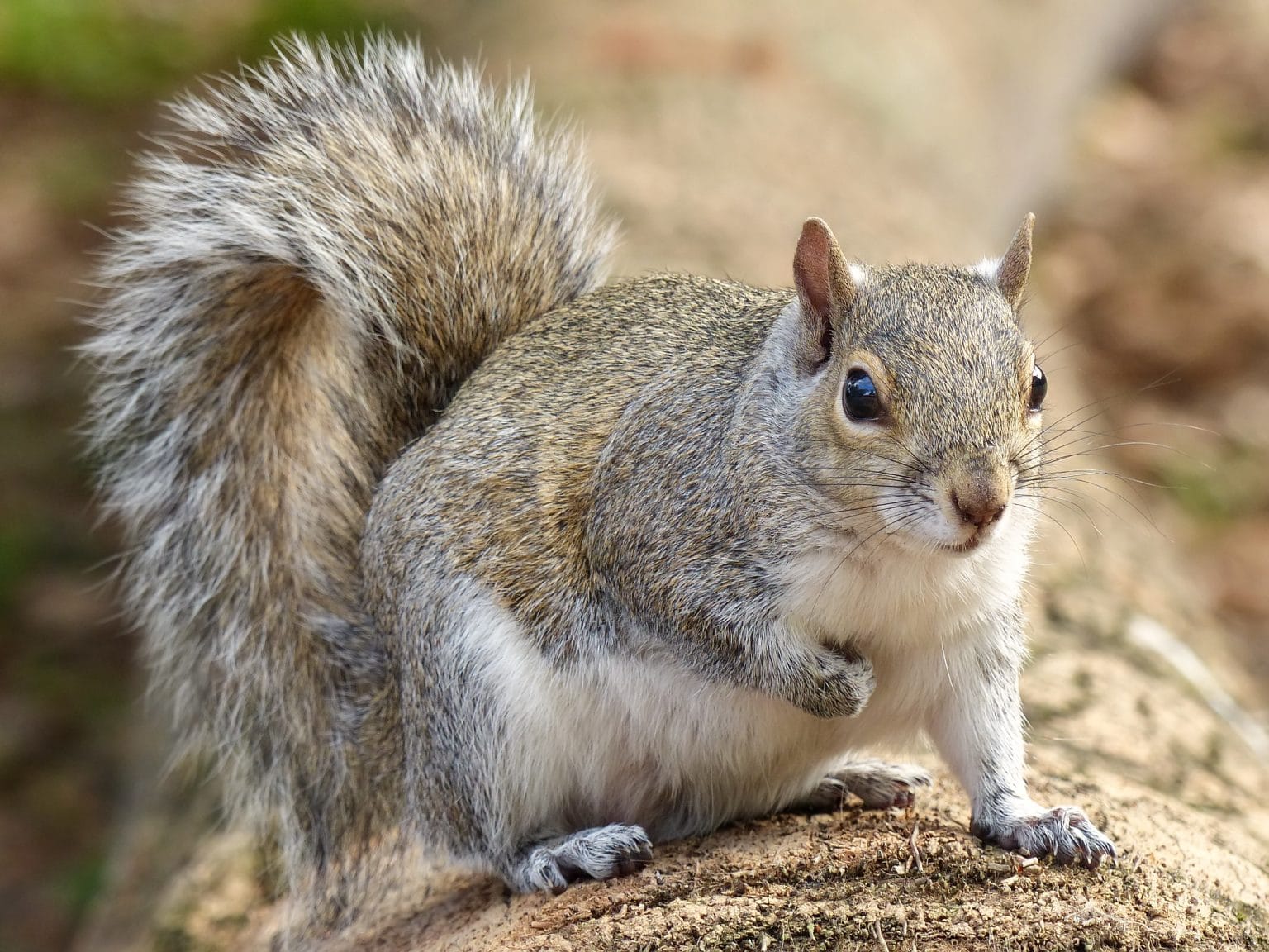 Squirrel What To Do When Gray Squirrels Get Too Close Bugtech AdobeStock 119900148 1536x1152