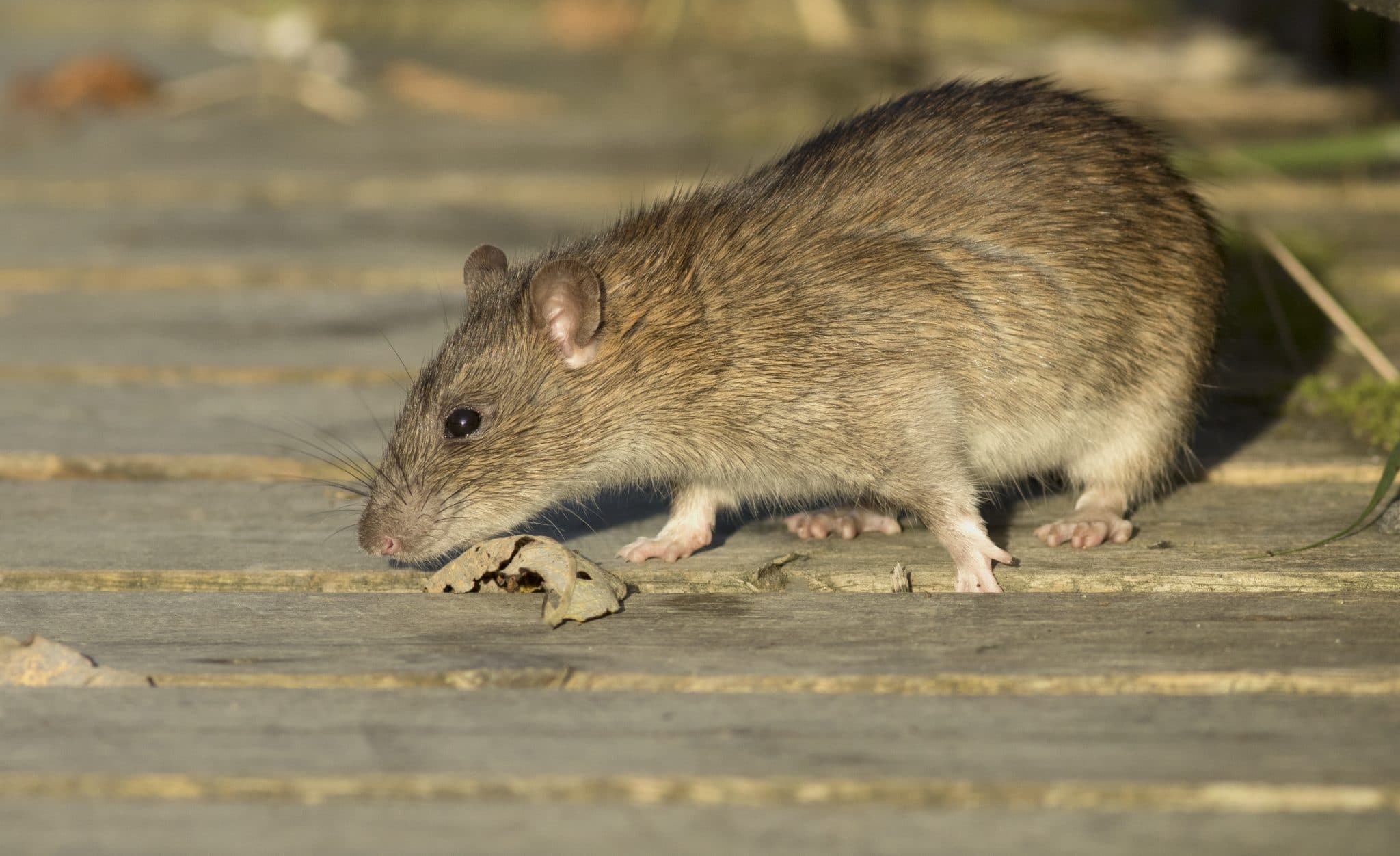 Brown rat Environmental Pest Management