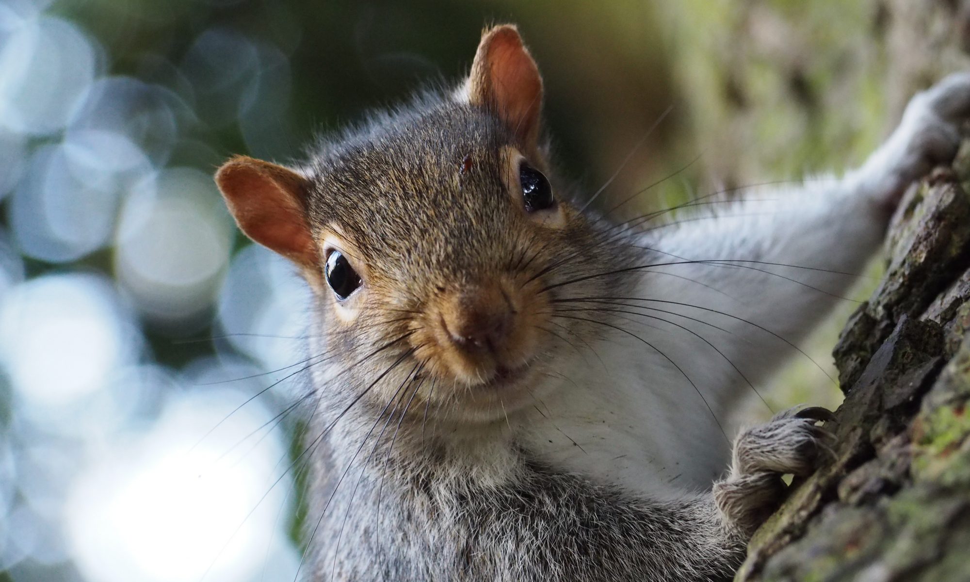 Cheeky grey squirrel portrait