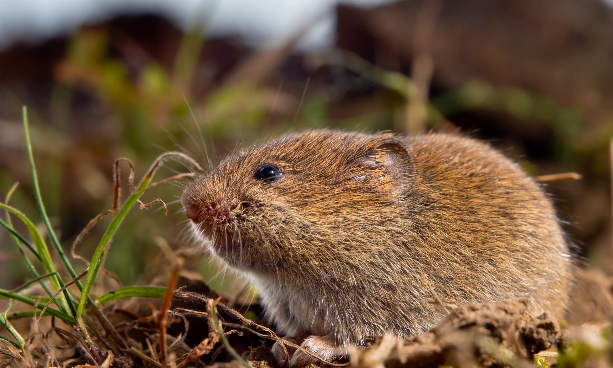 What Are Voles Everything You Need To Know Environmental Pest Management,Ghost Jokes