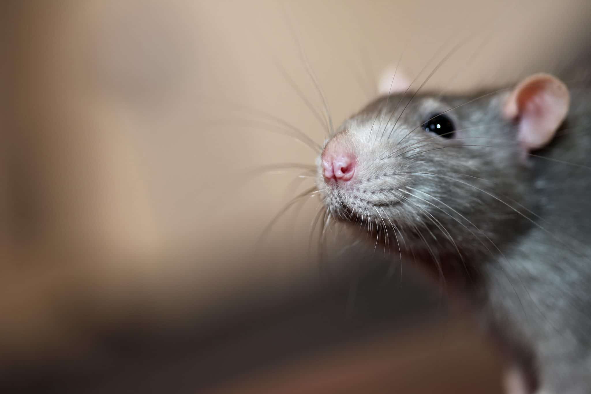Portrait of domestic mouse