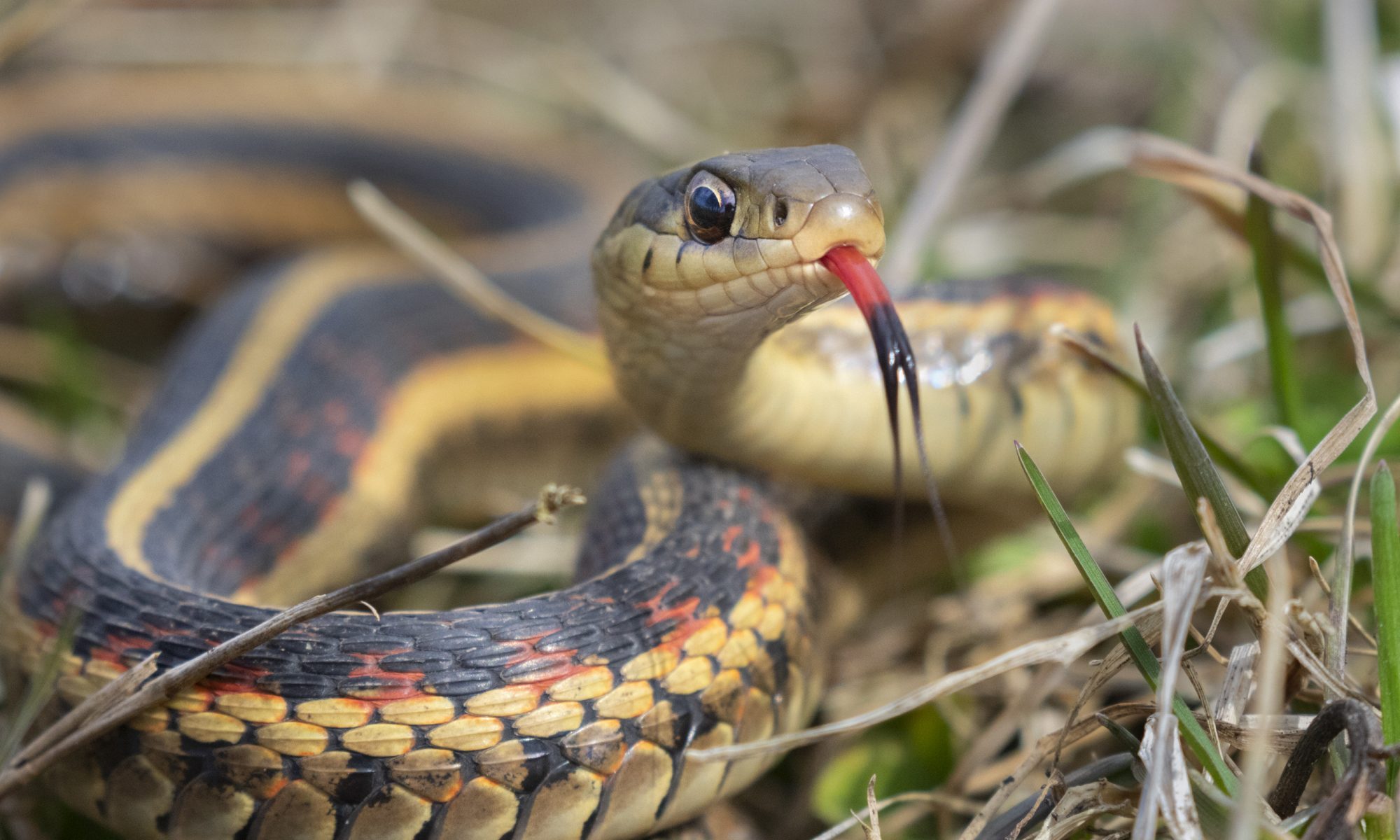 Common garter snake (Thamnophis sirtalis) with tongue out,