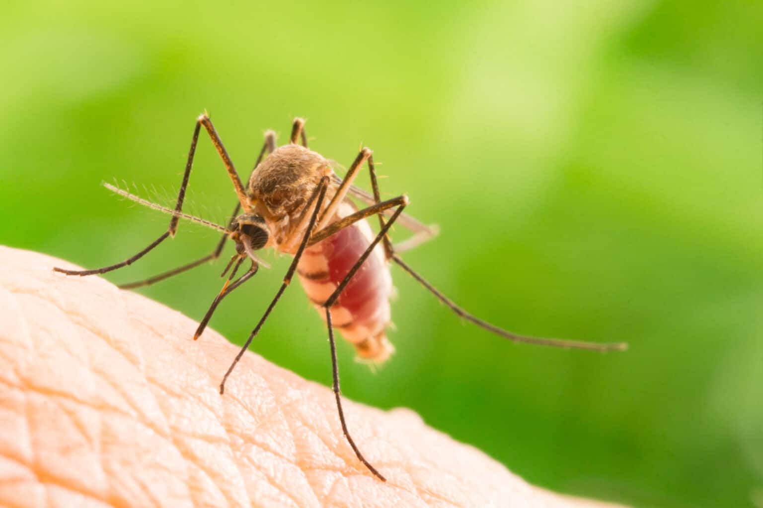 does mosquitoes like peppermint