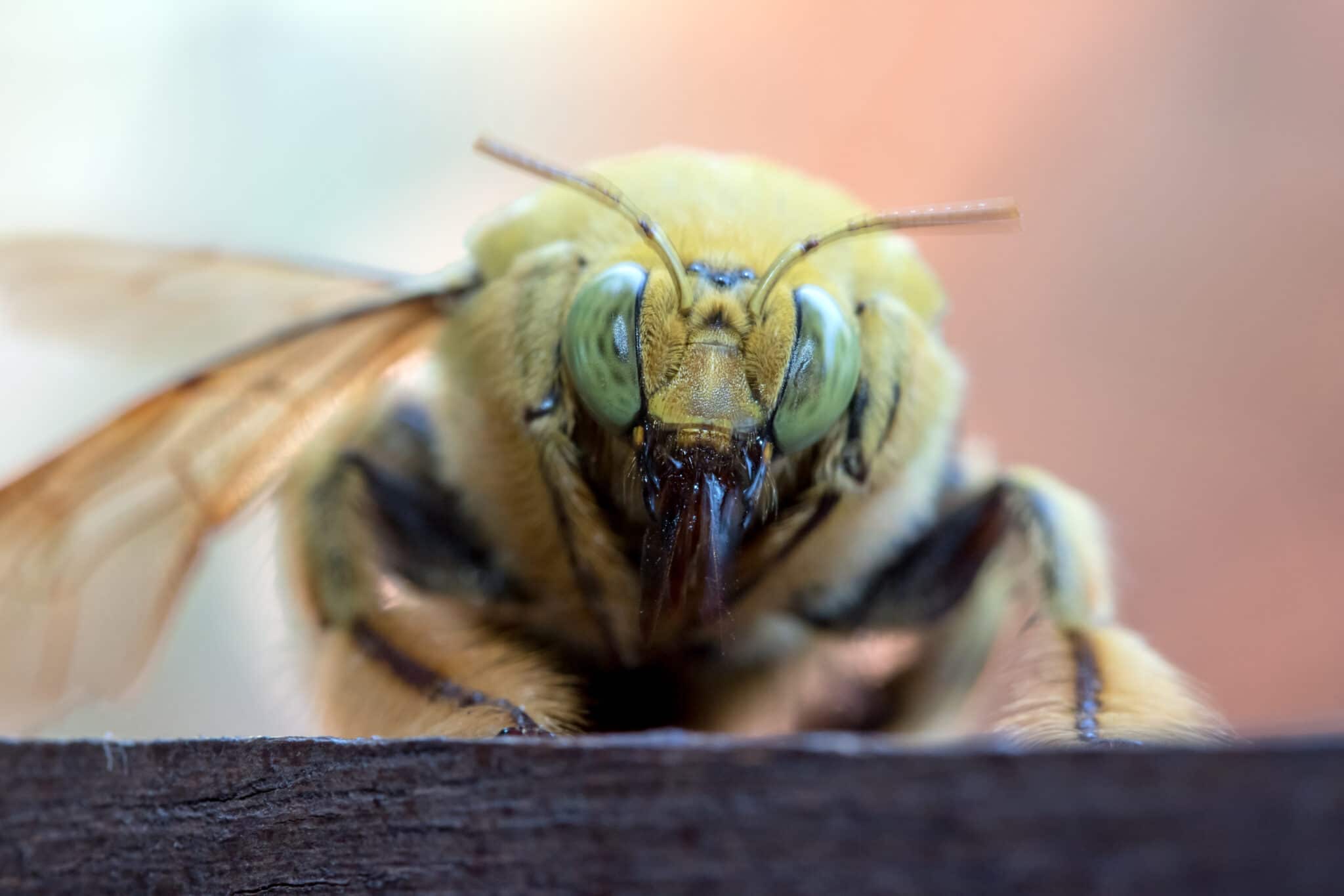the tropical carpenter bee, Xylocopa latipes, sits on wood, macro view
