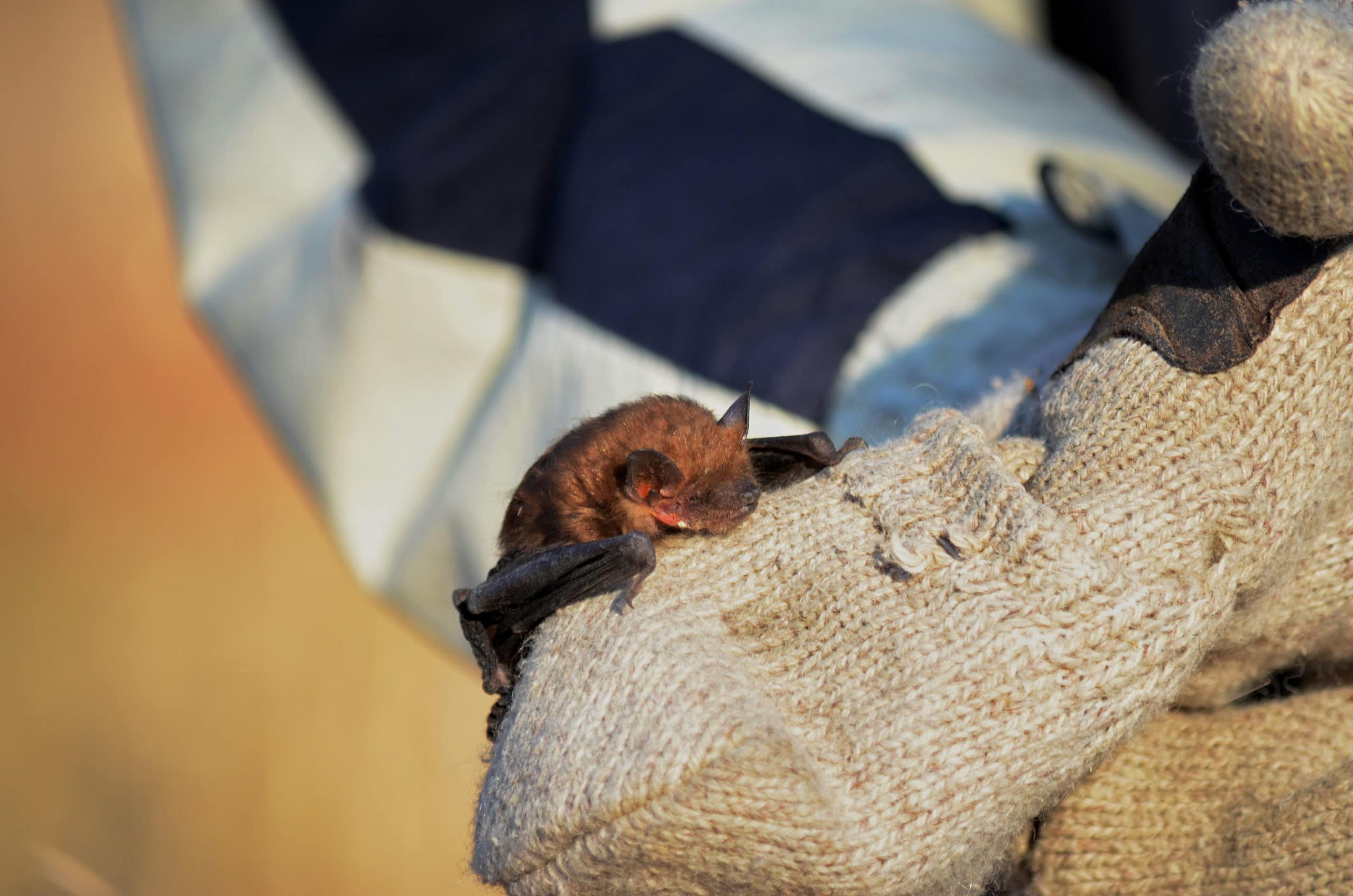 Rescued Big Brown Bat from home