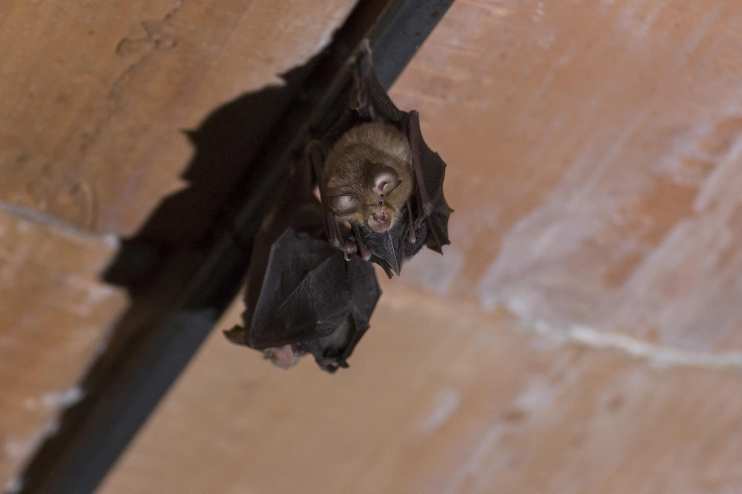 Two bats in a home