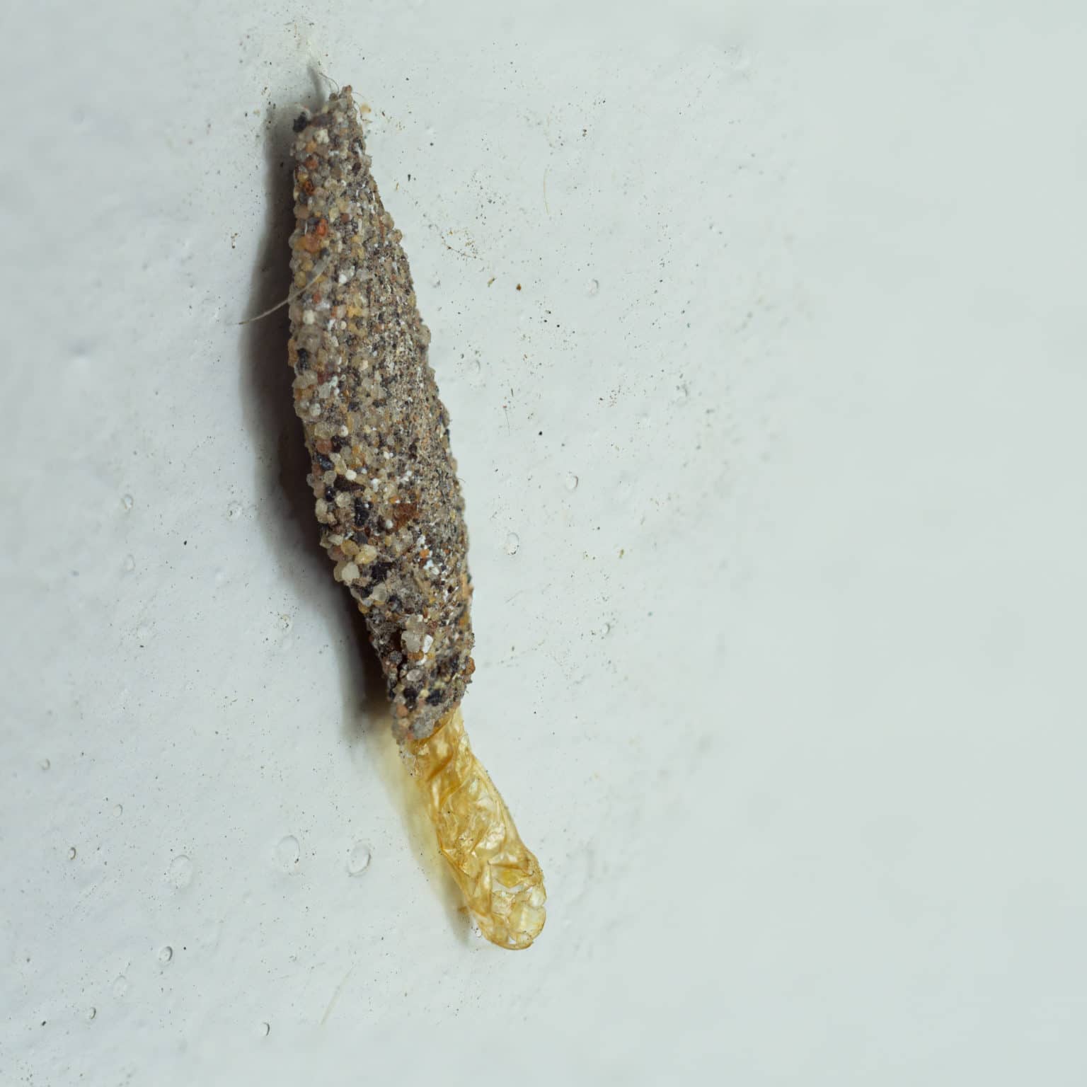 A tubular case of casemaking clothes moth hang on cement wall in house
