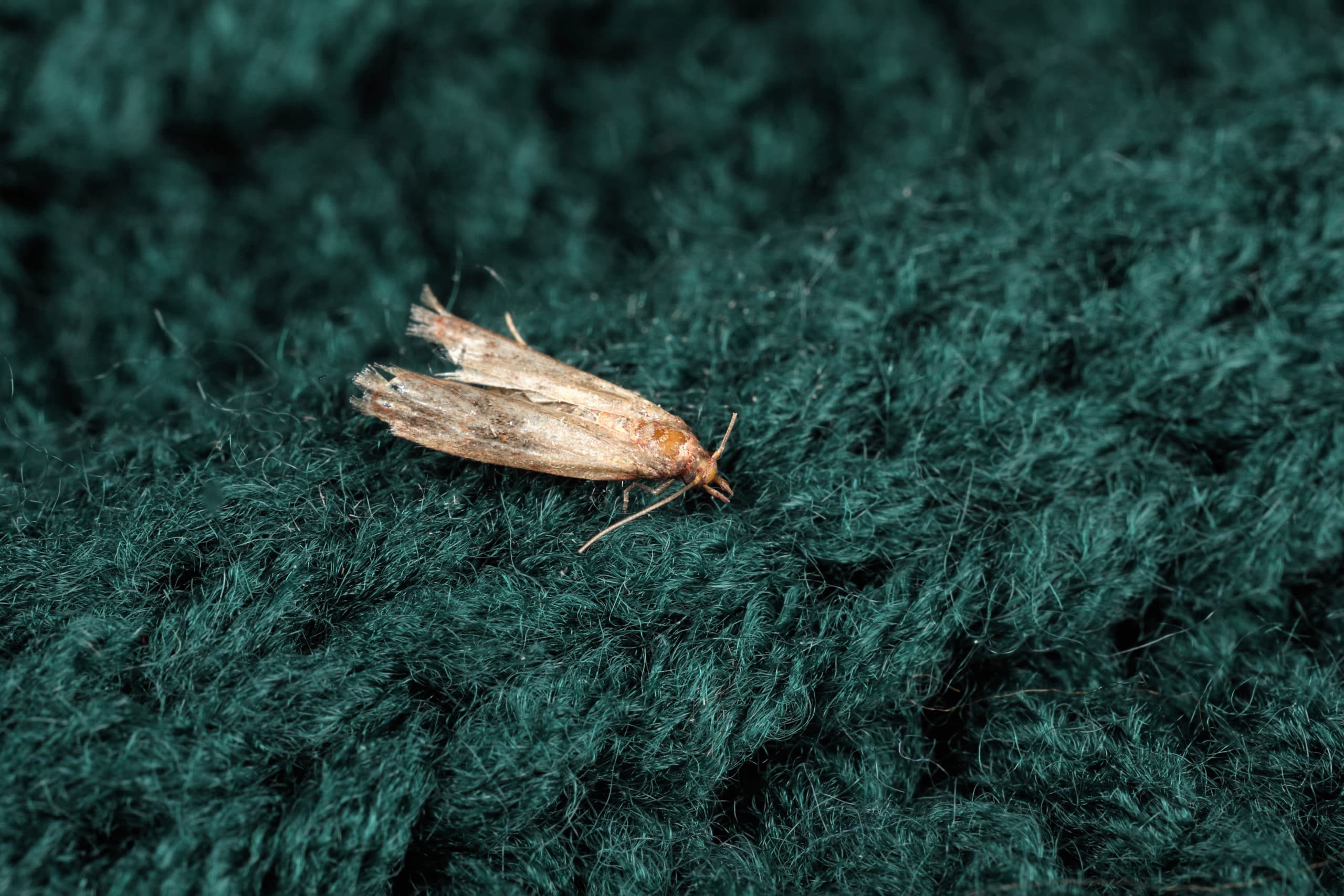 Common clothes moth (Tineola bisselliella) on green knitted fabric