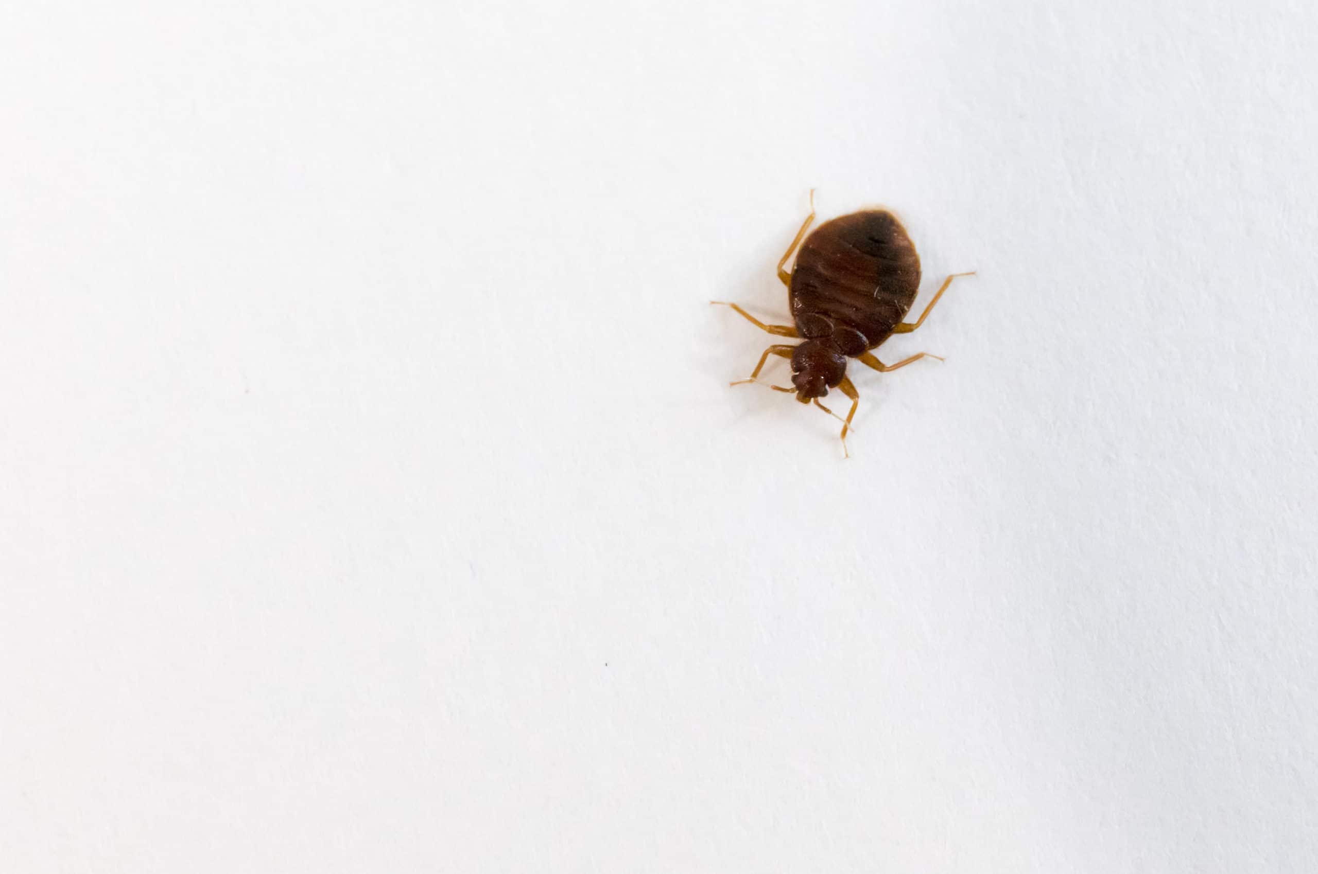 A top view of a bed bug