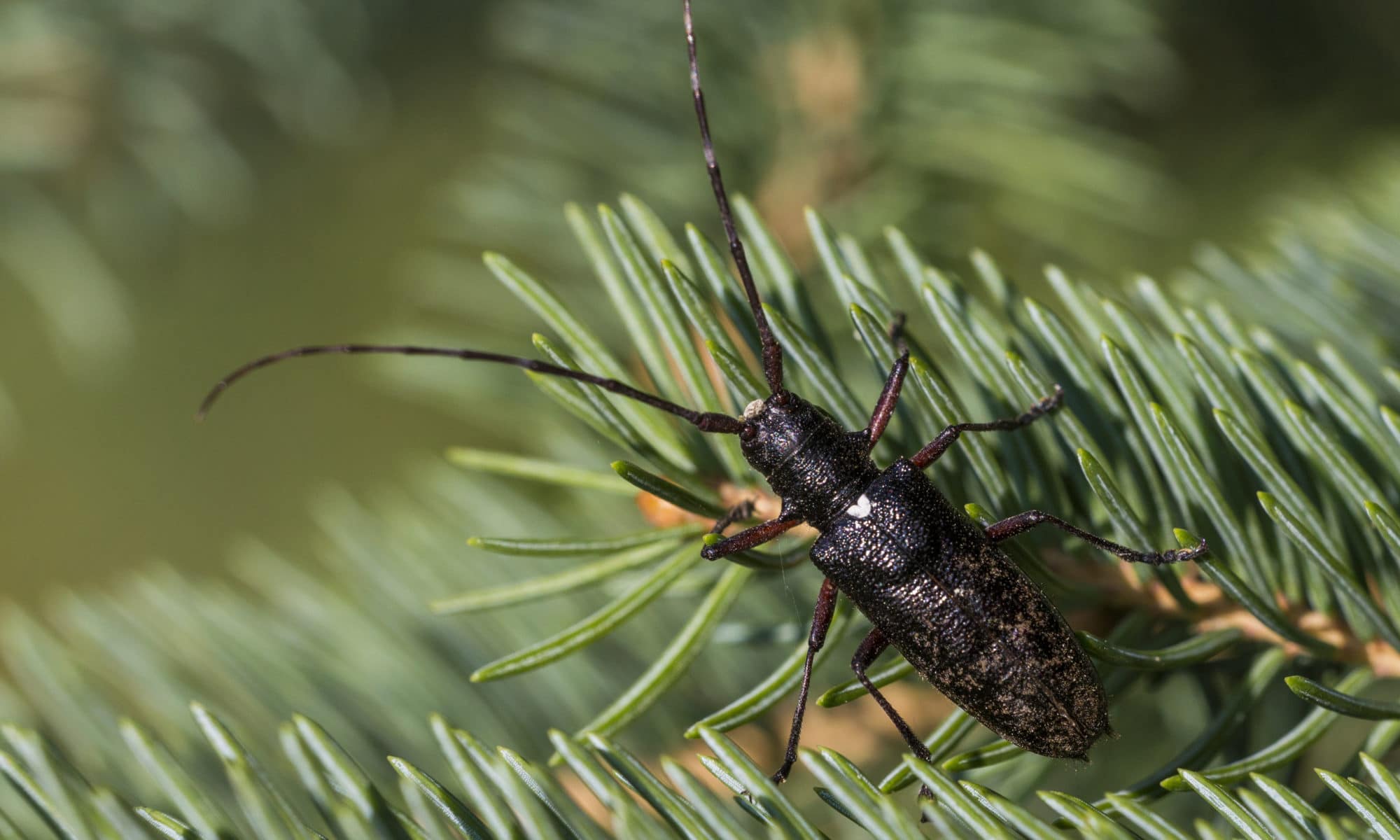 a bug on a Christmas tree