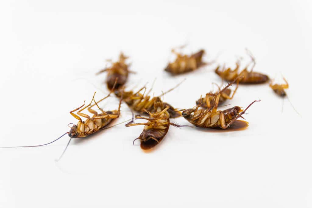 Dead cockroaches due to integrated pest management