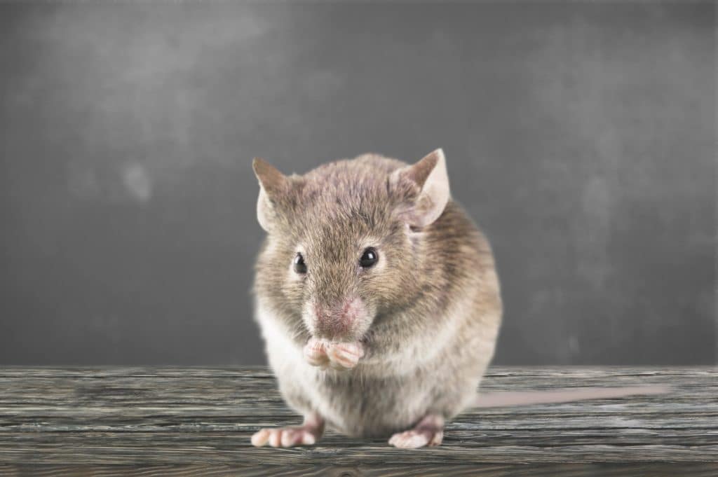 Get Rid of Mice in Your Vents