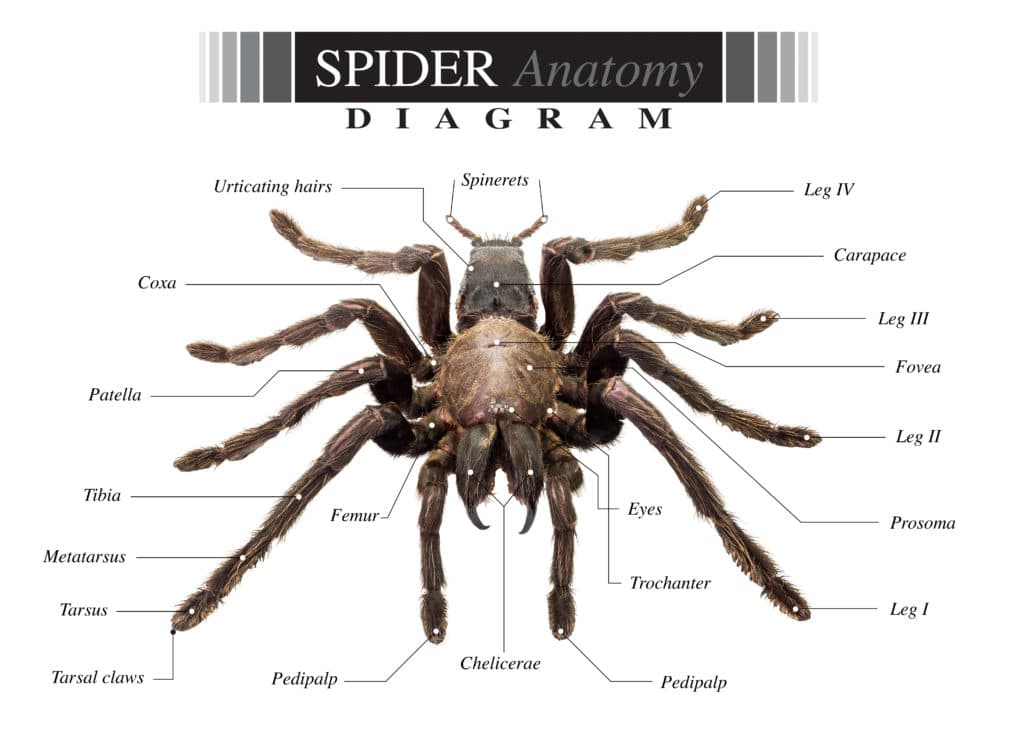 A spider anatomy diagram