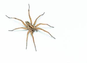 Spiders vs Insects: The Key Differences | BugTech Pest Control