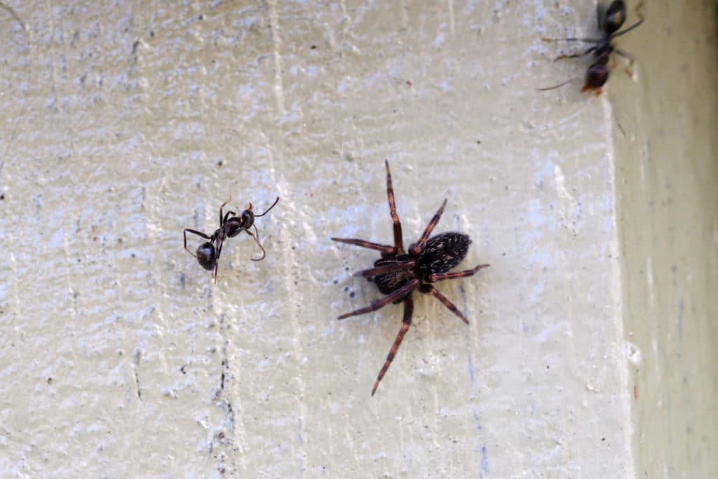 A spider next to an ant