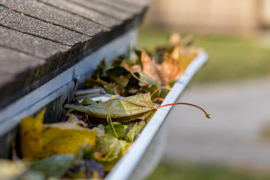 A gutter filled with leaves is a perfect place for insects to live