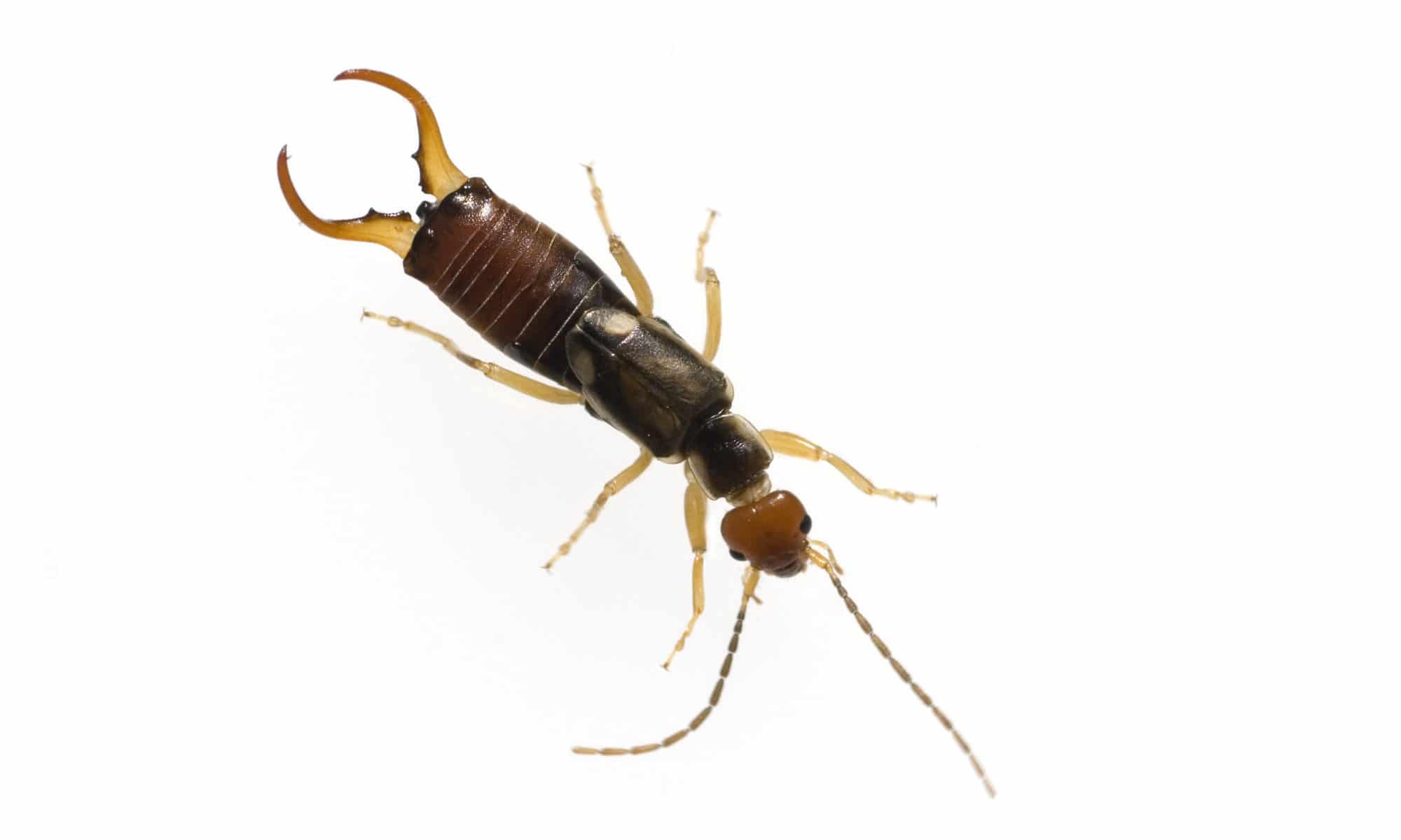 An earwig on a white background