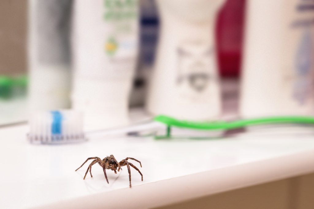 A small spider on a shelf in a basement bathroom.