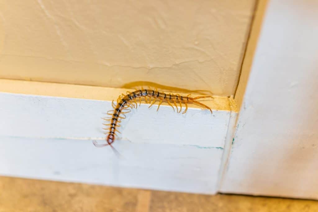 A centipede is a common basement bug. See one crawling across a baseboard.