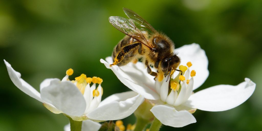A honey bee pollinating a white flower