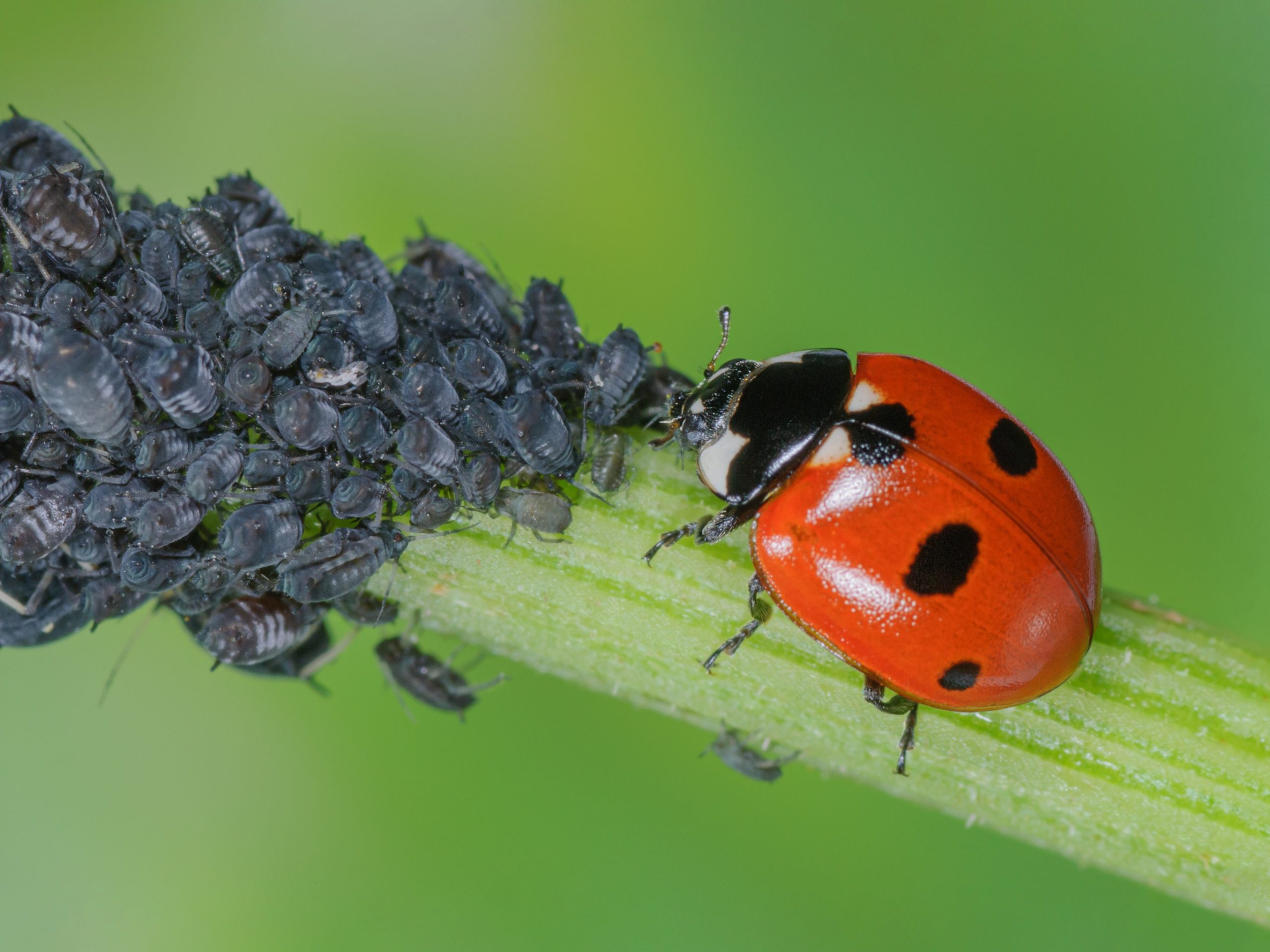 A ladybug being a beneficial isnects and hunting aphids on a plant.
