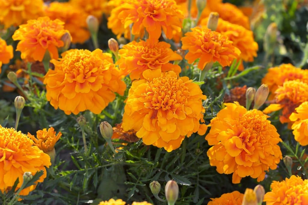 Marigold flowers attract beneficial insects