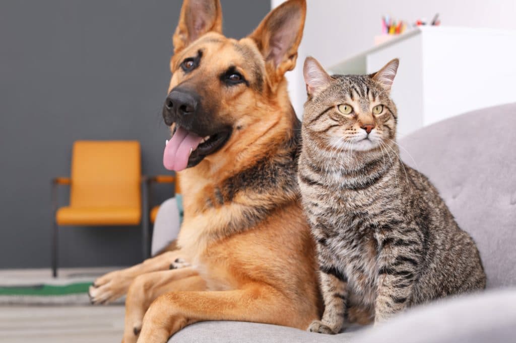 A German Shepard and Tabby cat sitting on a couch together