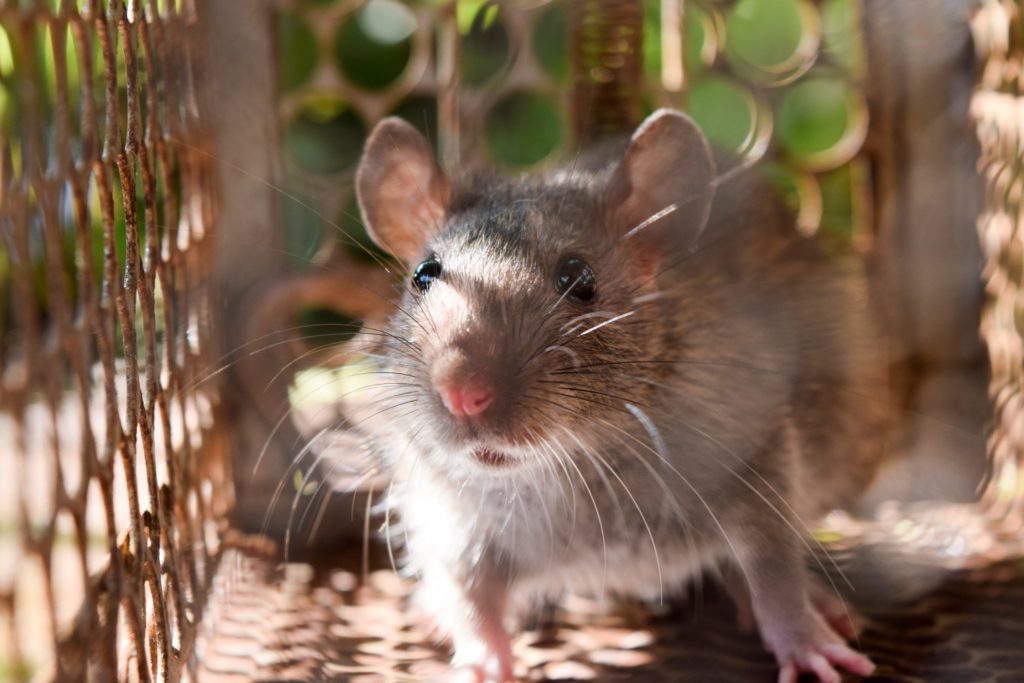A rat in a pest control trap.
