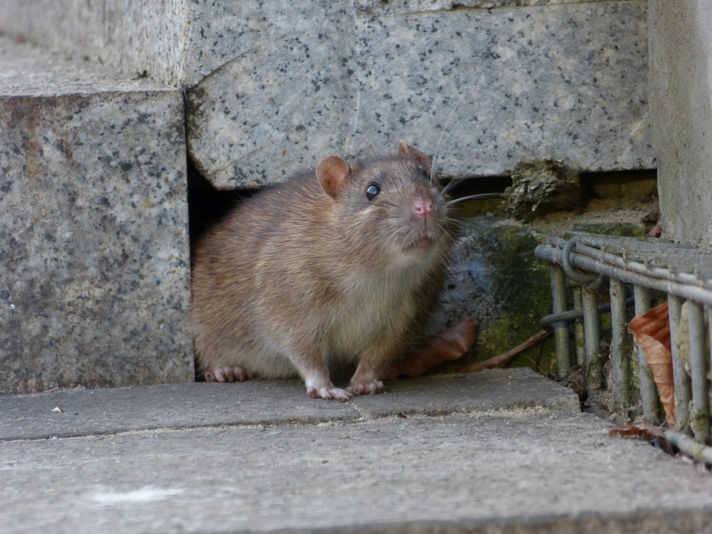 A rat outside of someone's home.