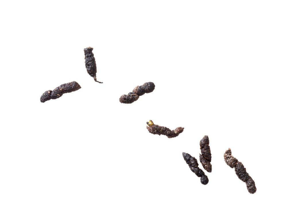 Rodent droppings isolated on a white background.