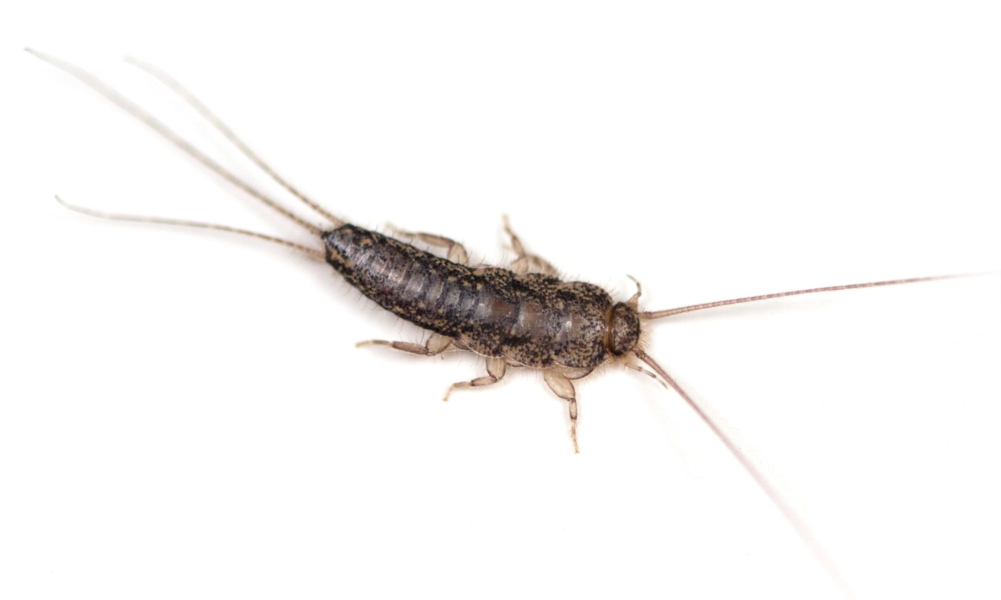 A Silverfish bug isolated on a white background