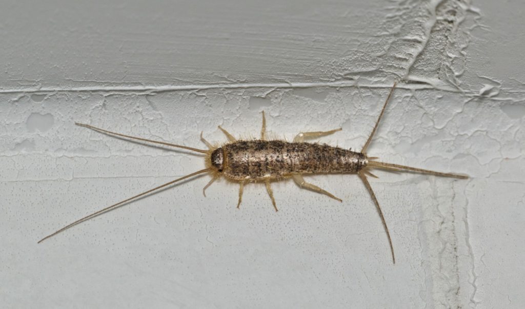 What are Silverfish bugs?