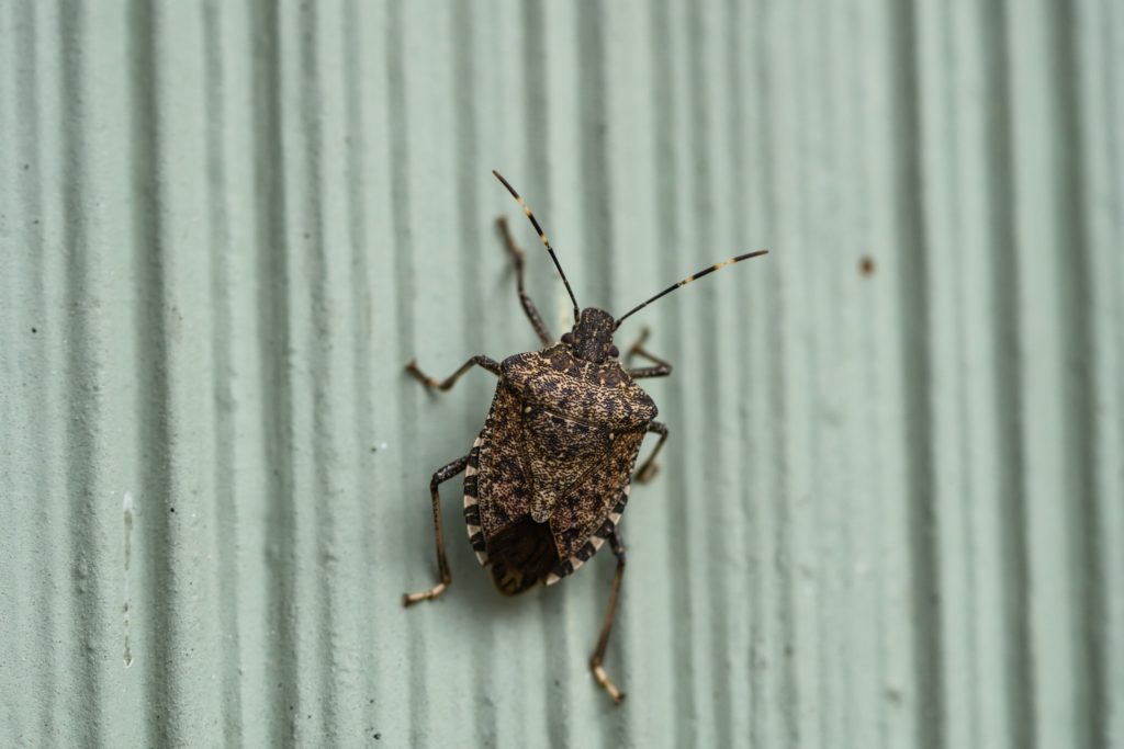 A Brown Marmorated Stink Bug on a house siding