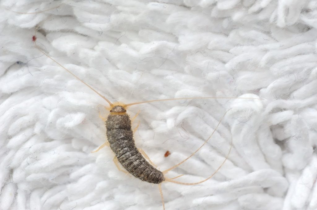 A closeup of a Silverfish bug on white carpet.