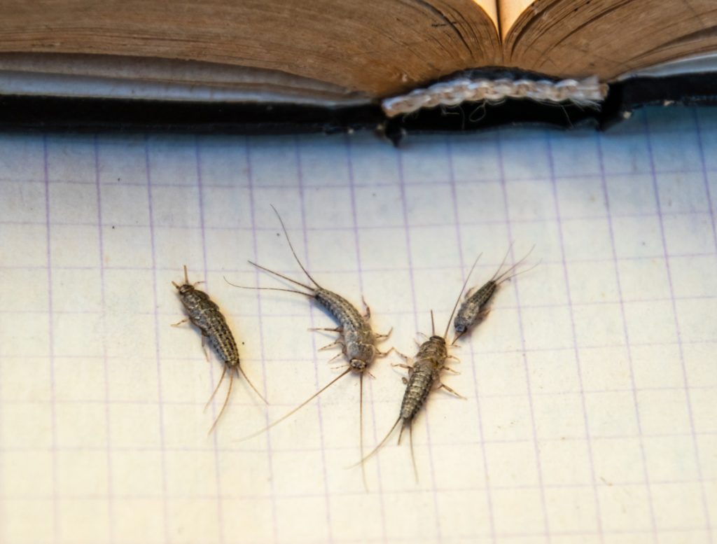Four Silverfish ranging in size next to a book.