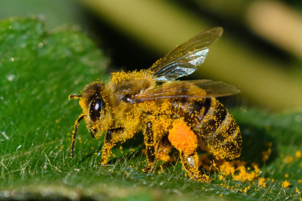A bee covered in plant pollen