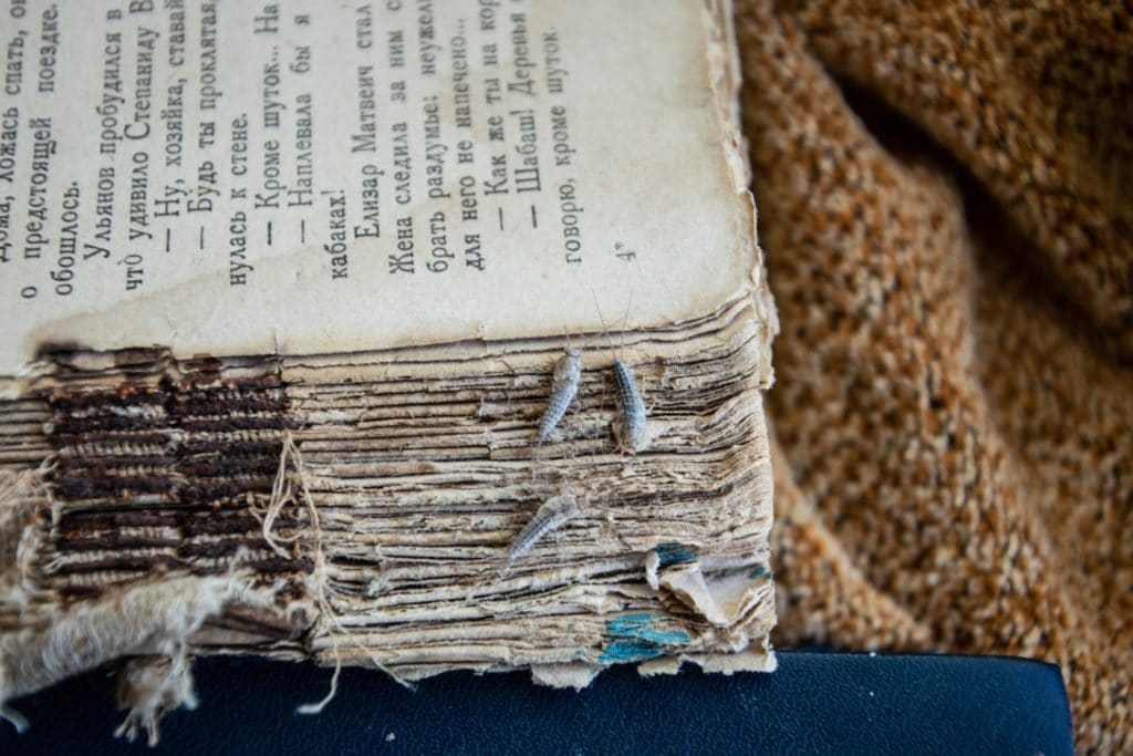 A Silverfish infestation on a book.