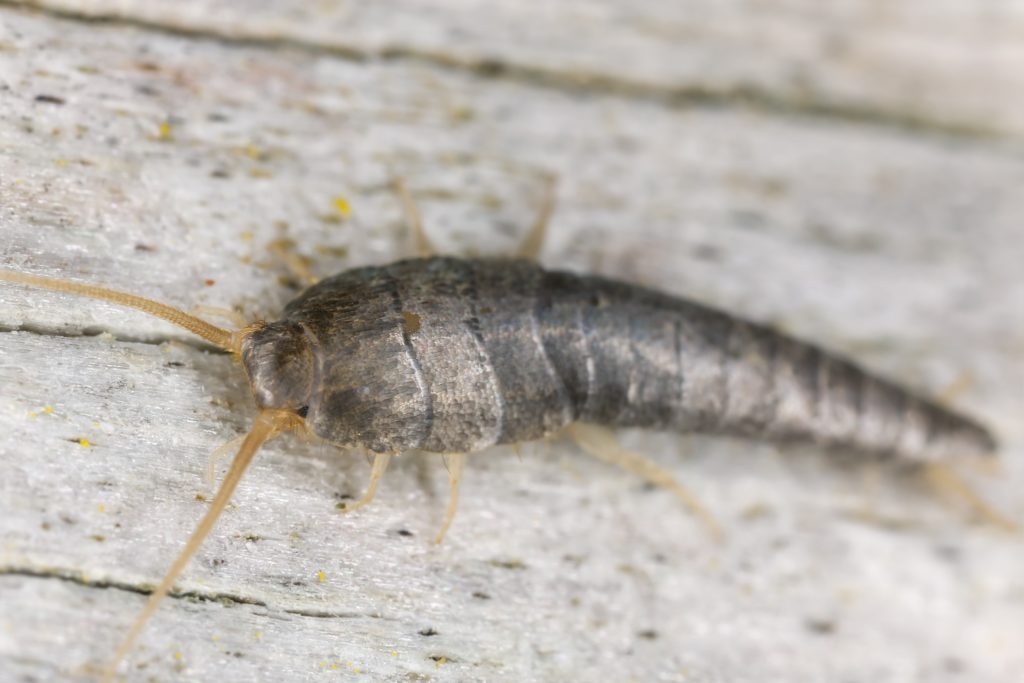 A close up shot of a silverfish bug so you can see the scales.