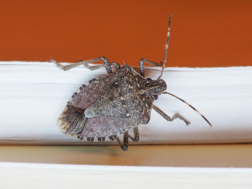 A stink bug on a baseboard in a home.