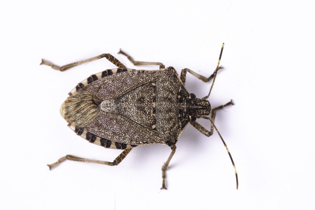 It Really Stinks! How Do Stink Bugs Get in the House?