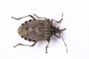 A stink bug on a white background