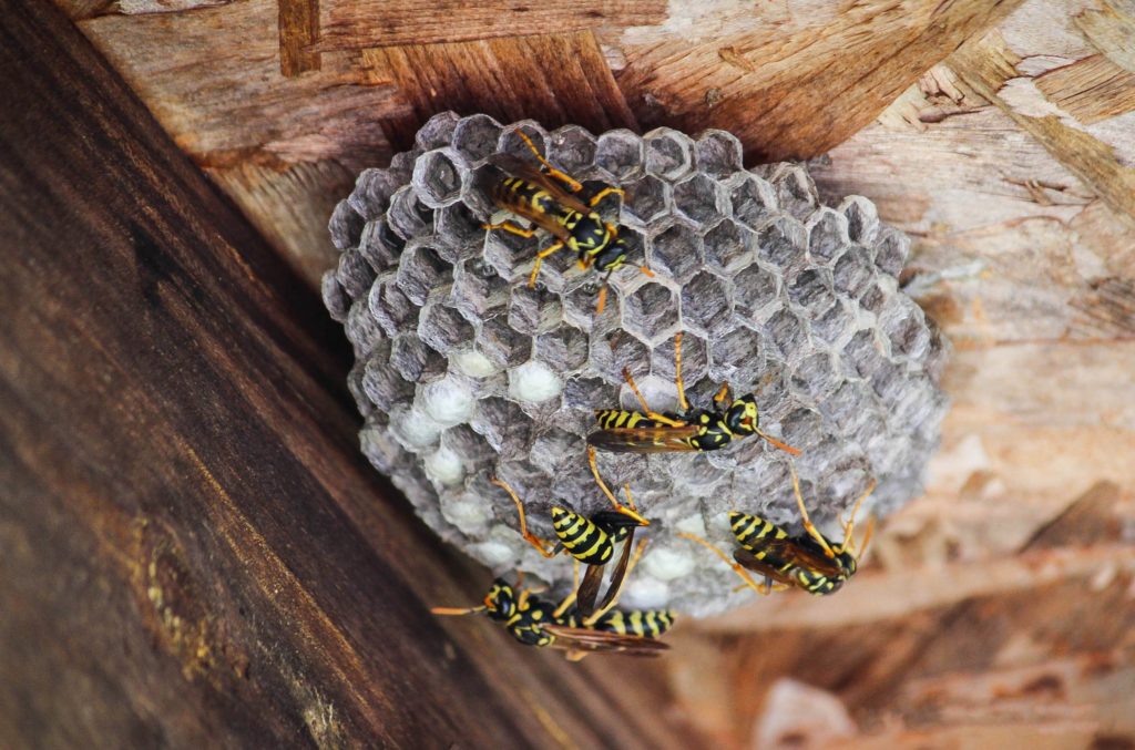 Wasps building a nest on a building.
