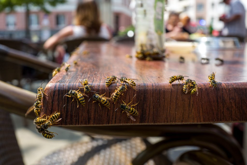 A group of yellow jackets on a table.