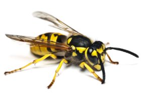 A portrait of a yellow jacket isolated on a white background