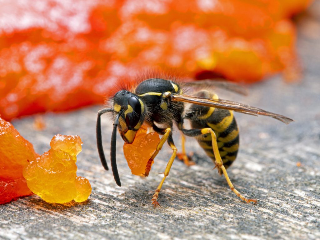A yellowjacket eating a piece of salmon.