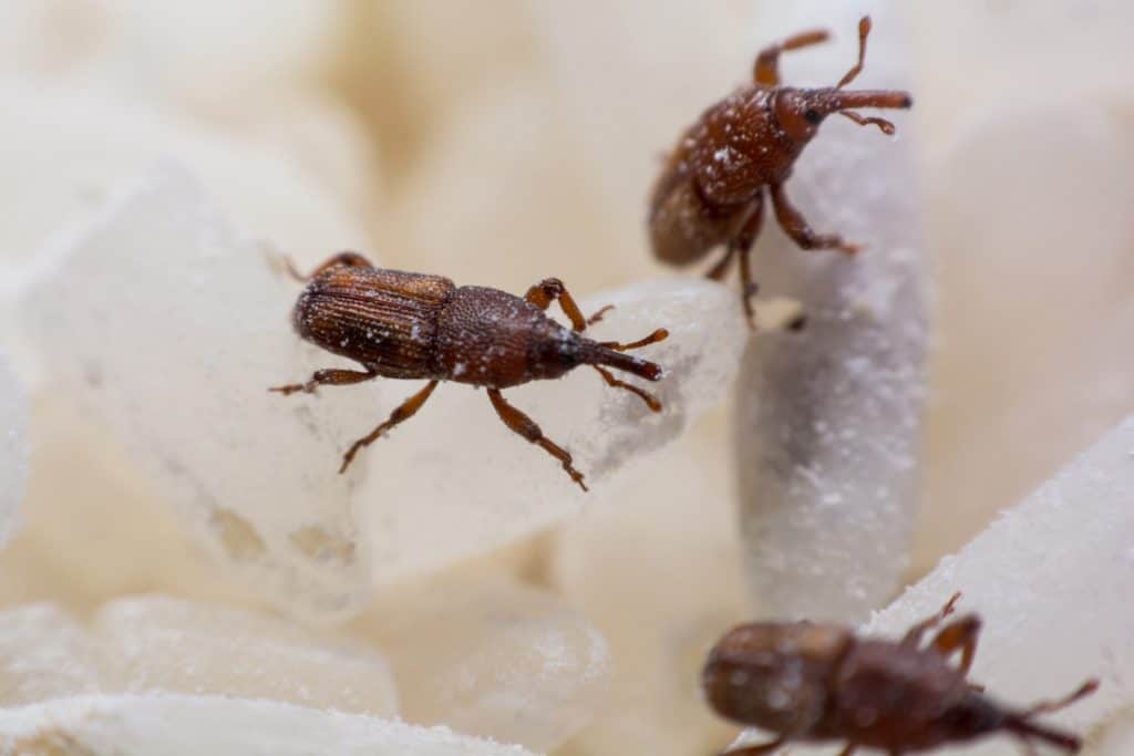 A close up photo of Weevils on grains of rice.